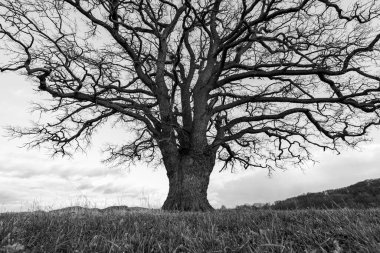 Sonbaharda Herleshausen 'deki Werra Vadisi' nde büyük bir meşe ağacı. 