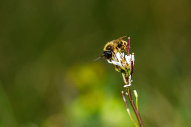Bir arı çiçeğin üzerinde bal topluyor.