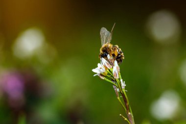 Bir arı çiçeğin üzerinde bal topluyor.