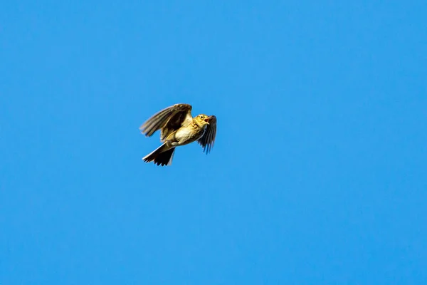 Skylark Luften — Stockfoto