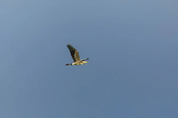 Una Garza Vuelo — Foto de Stock