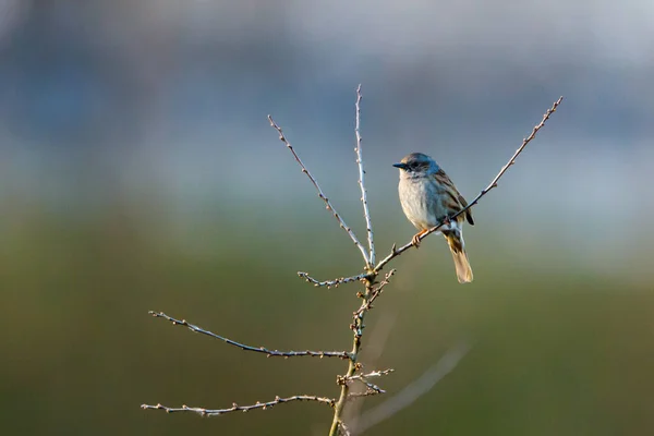 Dunnock Gren — Stockfoto