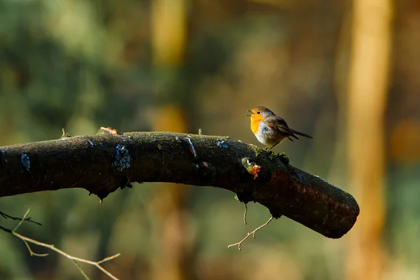 Robin Branch — Stock Photo, Image