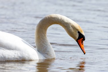 Gölde dilsiz bir kuğu.