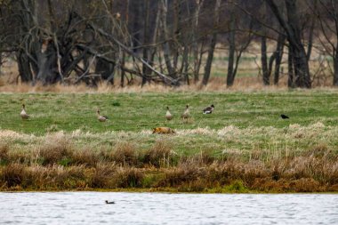 Kızıl tilki kaz avlıyor.
