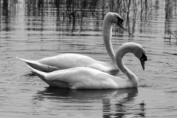 池の上の白鳥 — ストック写真