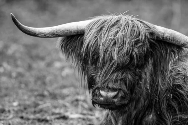 Gado Escocês Das Terras Altas Com Chifres Longos — Fotografia de Stock