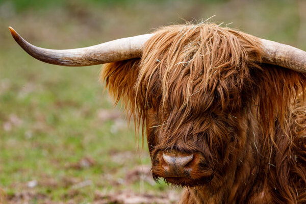 A Scottish Highland Cattle with long horns