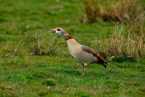 Een Egyptische Gans Een Weide — Stockfoto