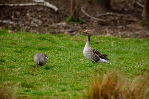 Ganso Greylag Lago — Foto de Stock