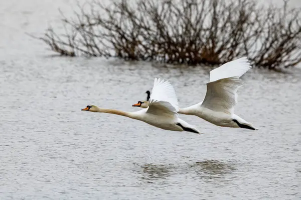 Cisne Mudo Estanque — Foto de Stock