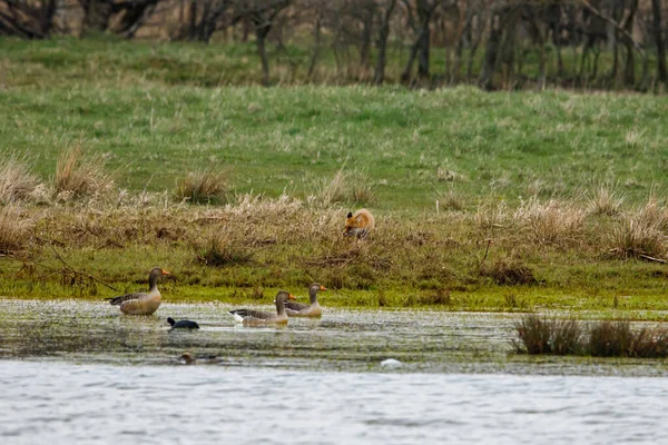 Red Fox Hunting Geese — Stock Photo, Image