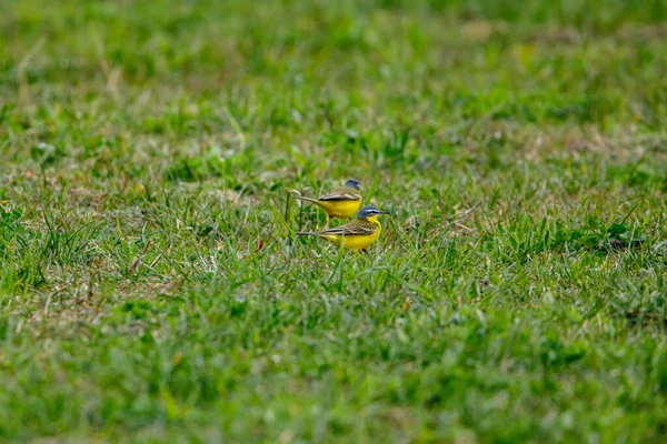 Eine Bachstelze Auf Einer Wiese — Stockfoto