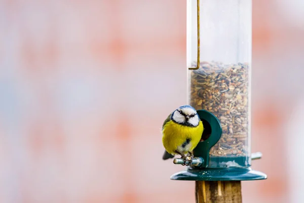 Blue Tit Bird Feeder — Stockfoto