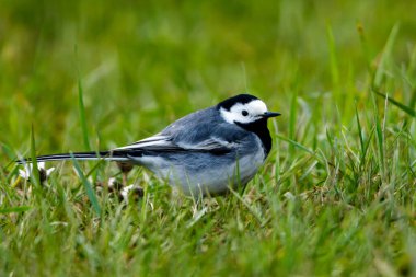 Çayırda beyaz bir Wagtail