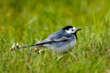 Çayırda beyaz bir Wagtail