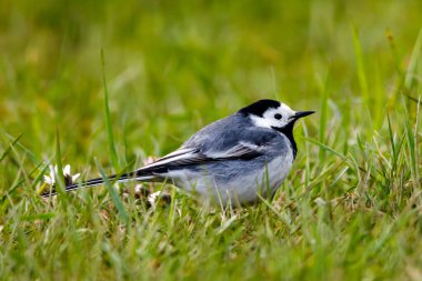 Çayırda beyaz bir Wagtail