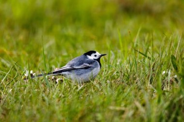 Çayırda beyaz bir Wagtail