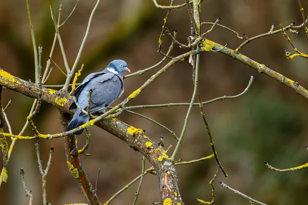 Eine Waldtaube Beim Brunch — Stockfoto