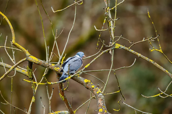 Лесной Голубь Бранче — стоковое фото