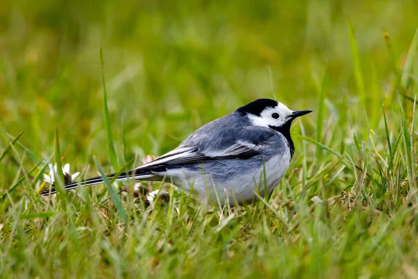 Biały Wagtail Łące — Zdjęcie stockowe