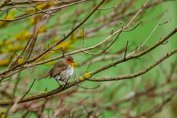 Ein Rotkehlchen Auf Einem Ast — Stockfoto