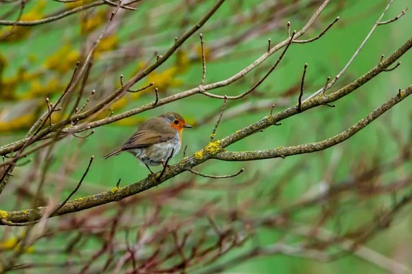 Ein Rotkehlchen Auf Einem Ast — Stockfoto