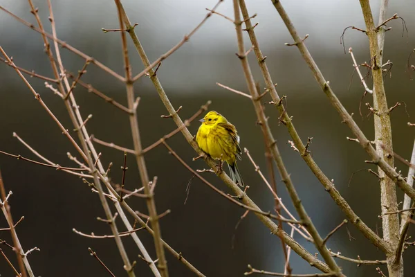 Pájaro Silbador Amarillo Una Ramita — Foto de Stock