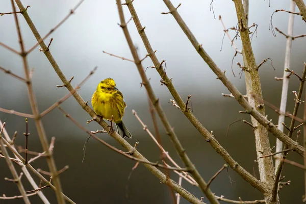 Pájaro Silbador Amarillo Una Ramita — Foto de Stock