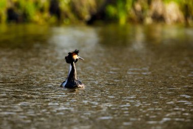 Suyun üzerindeki büyük ibikli yağ.