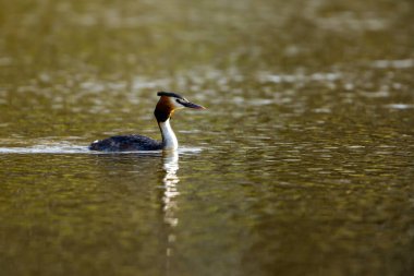 Suyun üzerindeki büyük ibikli yağ.