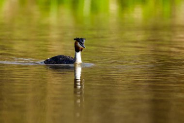 Suyun üzerindeki büyük ibikli yağ.