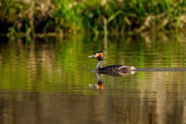 Suyun üzerindeki büyük ibikli yağ.