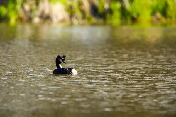 Grande Grebe Crested Água — Fotografia de Stock