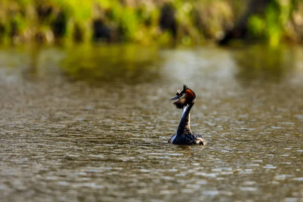 Grand Grèbe Huppé Sur Eau — Photo