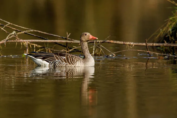 Eine Wilde Graugans — Stockfoto