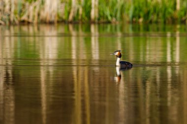 Suyun üzerindeki büyük ibikli yağ.