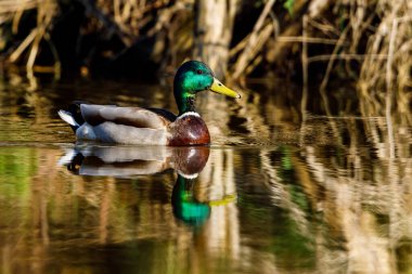 Göldeki yaban ördekleri