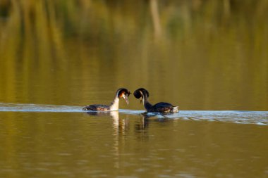 Suyun üzerindeki büyük ibikli yağ.