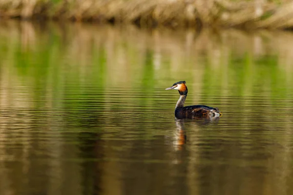 Stor Crested Grebe Vattnet — Stockfoto