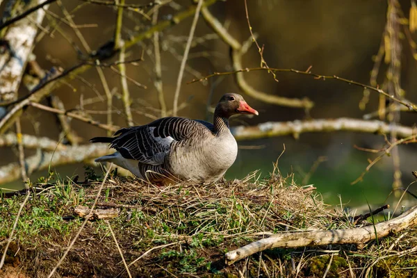 Een Wilde Grauwe Gans — Stockfoto