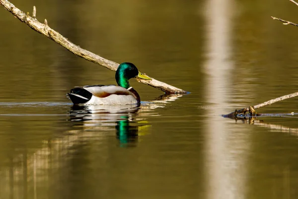 Mallards Lago — Fotografia de Stock