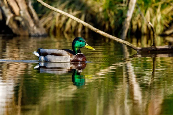 Stockenten Auf Einem See — Stockfoto