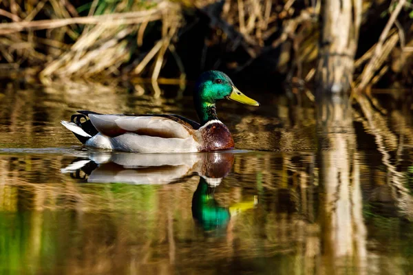 Mallards Lago — Fotografia de Stock