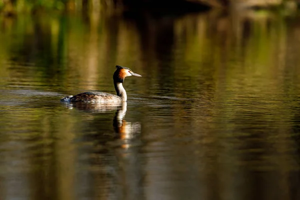 Grande Grebe Crested Água — Fotografia de Stock