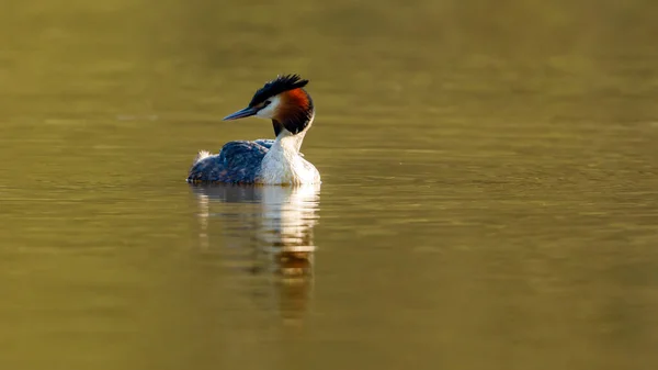 Haubentaucher Auf Dem Wasser — Stockfoto