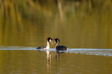 Suyun üzerindeki büyük ibikli yağ.