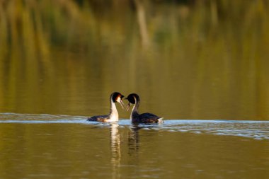 Suyun üzerindeki büyük ibikli yağ.