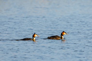 Suyun üzerindeki büyük ibikli yağ.