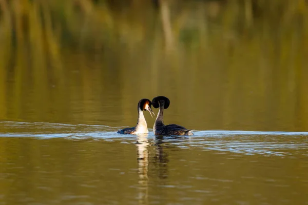 Haubentaucher Auf Dem Wasser — Stockfoto